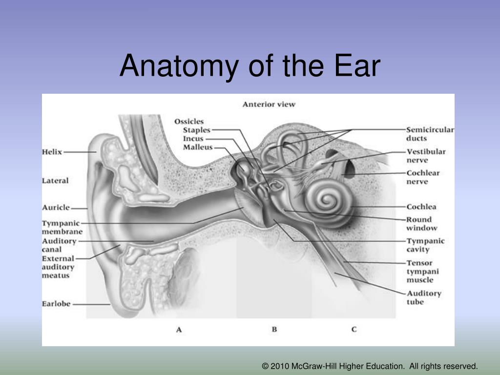 PPT - Chapter 22: The Head, Face, Eyes, Ears, Nose and Throat ...