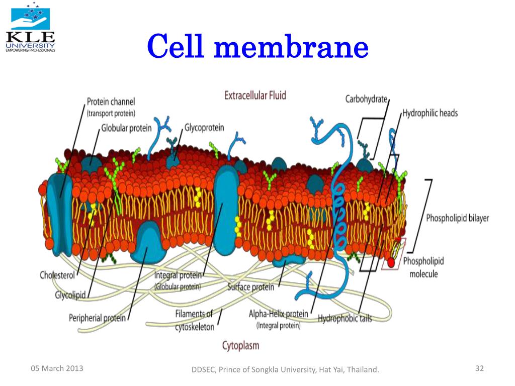 Модель мембраны клетки. Клеточная мембрана. Жидкостно-мозаичная модель. Плазмалемма. Жидкостно-мозаичная модель мембраны.