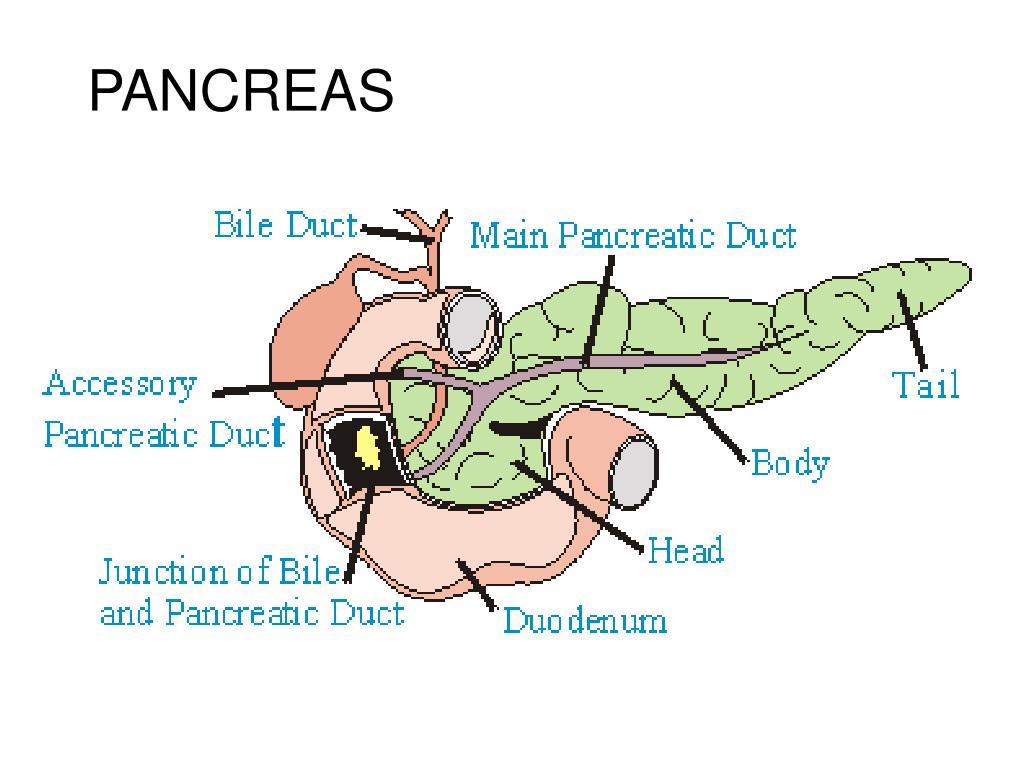 Donde esta el pancreas lado derecho o izquierdo