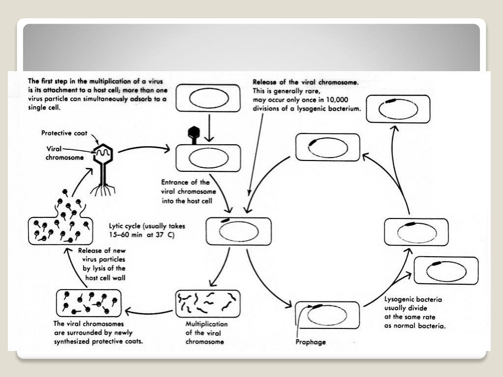 PPT - Lytic cycle PowerPoint Presentation, free download - ID:1824752