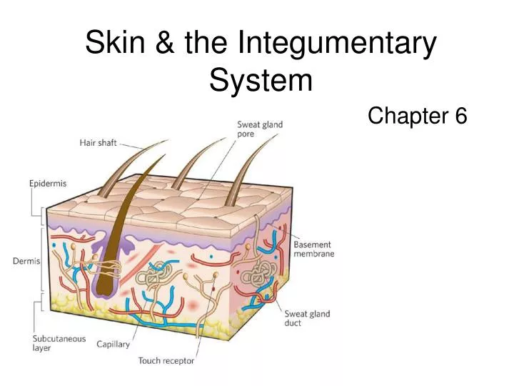 PPT - Skin & the Integumentary System PowerPoint Presentation, free ...