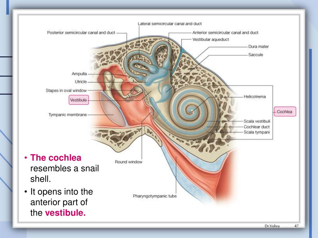 Внутреннее ухо расположено в полости. Полукружные протоки внутреннего уха. Маточка мешочек полукружные каналы. Мешочки преддверия внутреннего уха. Внутреннее ухо преддверие.