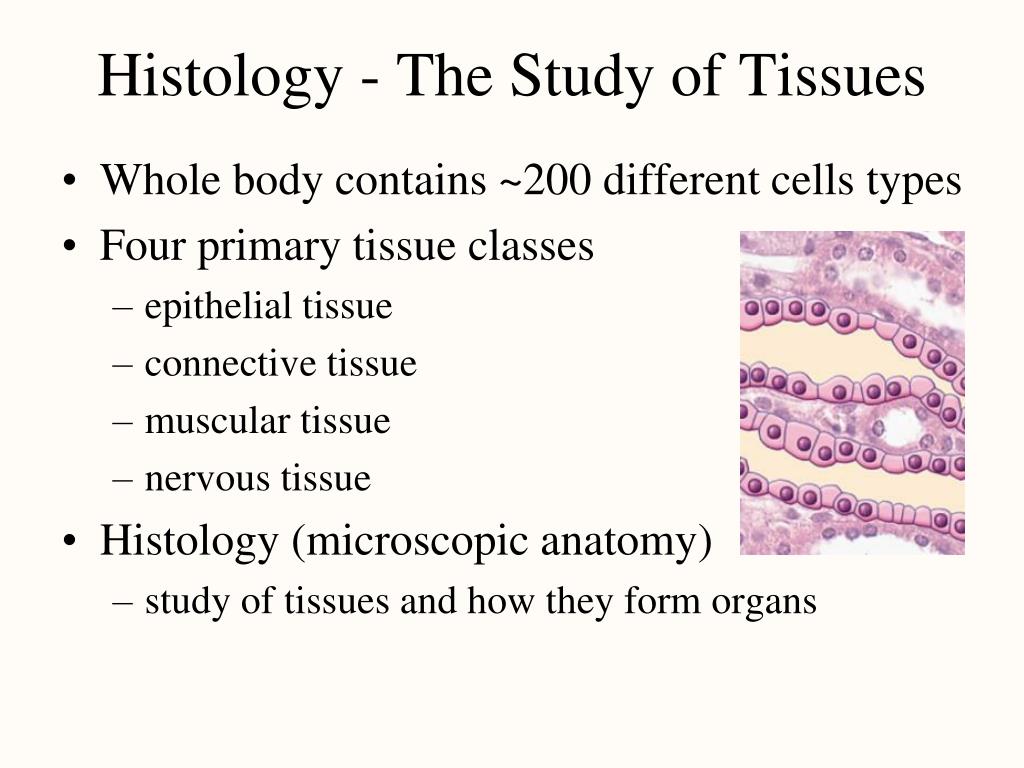 PPT Histology The Study Of Tissues PowerPoint Presentation Free 