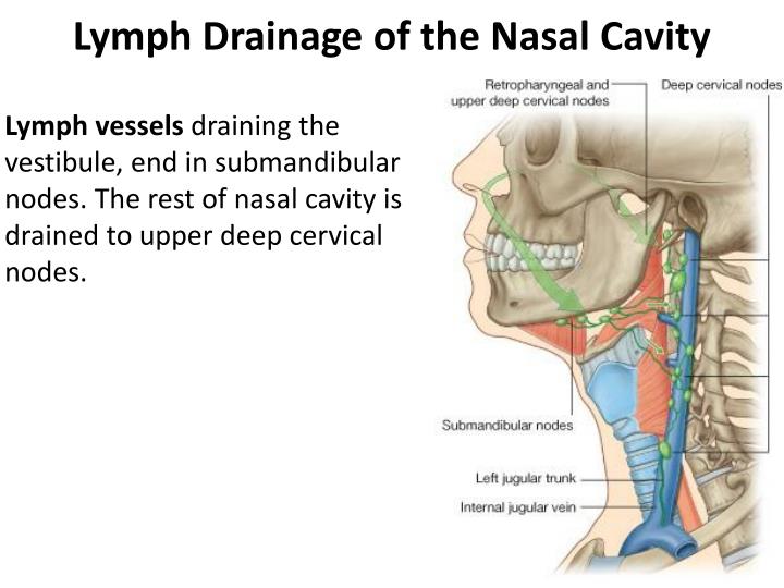 Ppt Nasal Cavity And Paranasal Sinuses Powerpoint Presentation Id1827415