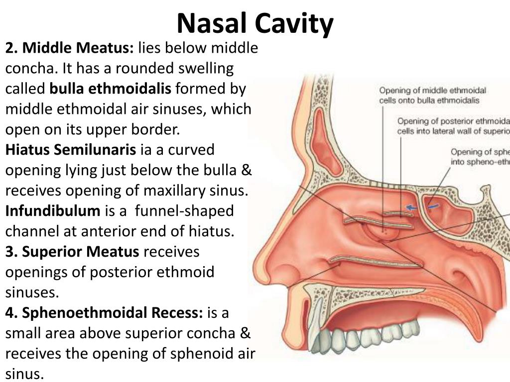 nose case presentation slideshare