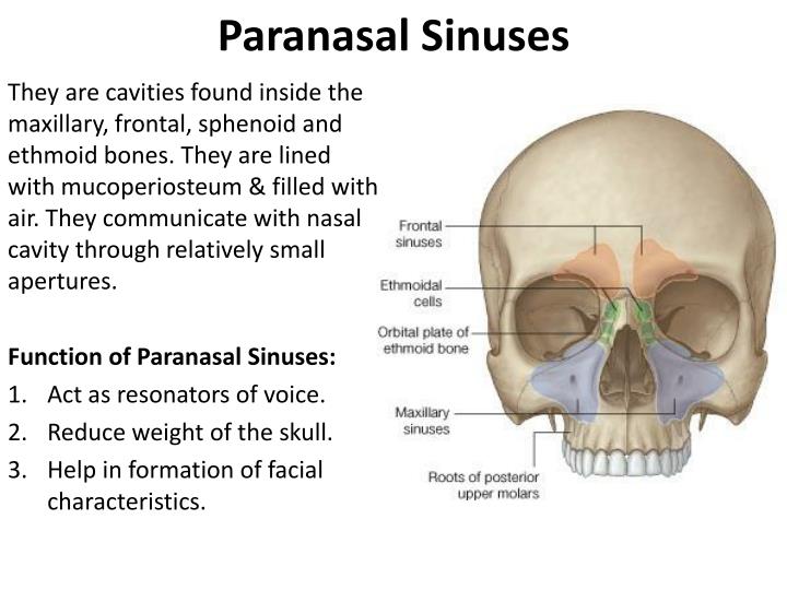 ppt nasal cavity amp paranasal sinuses powerpoint paranasal sinuses