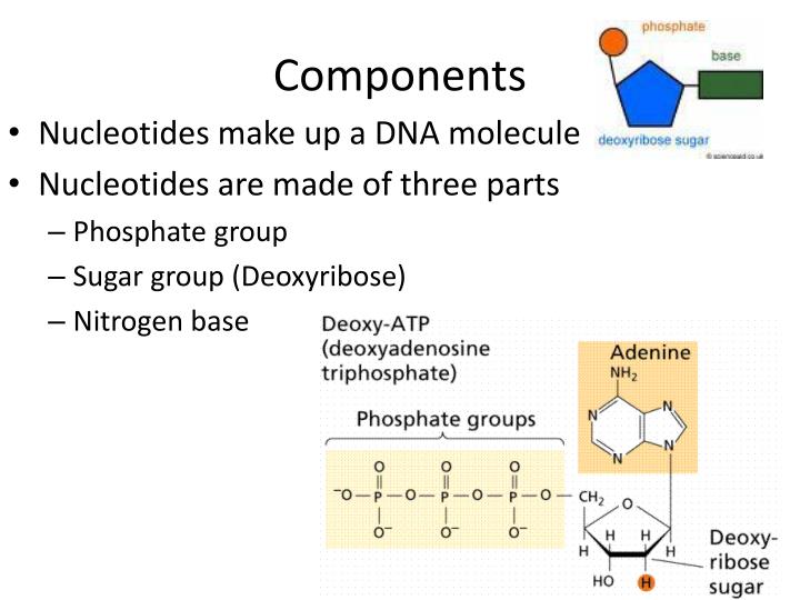 Three Parts That Make Up Nucleotides - Mugeek Vidalondon