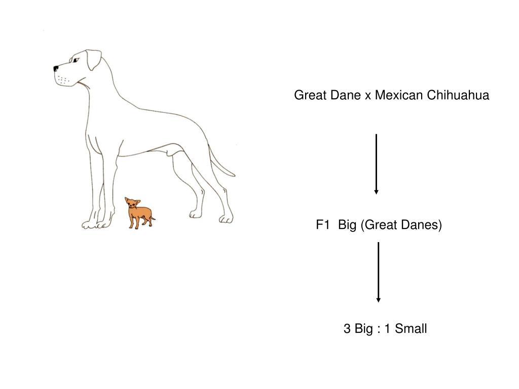 great dane x chihuahua