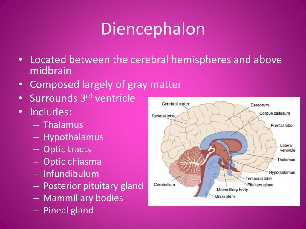 PPT - Diencephalon, Brain Stem and Cranial Nerves ...