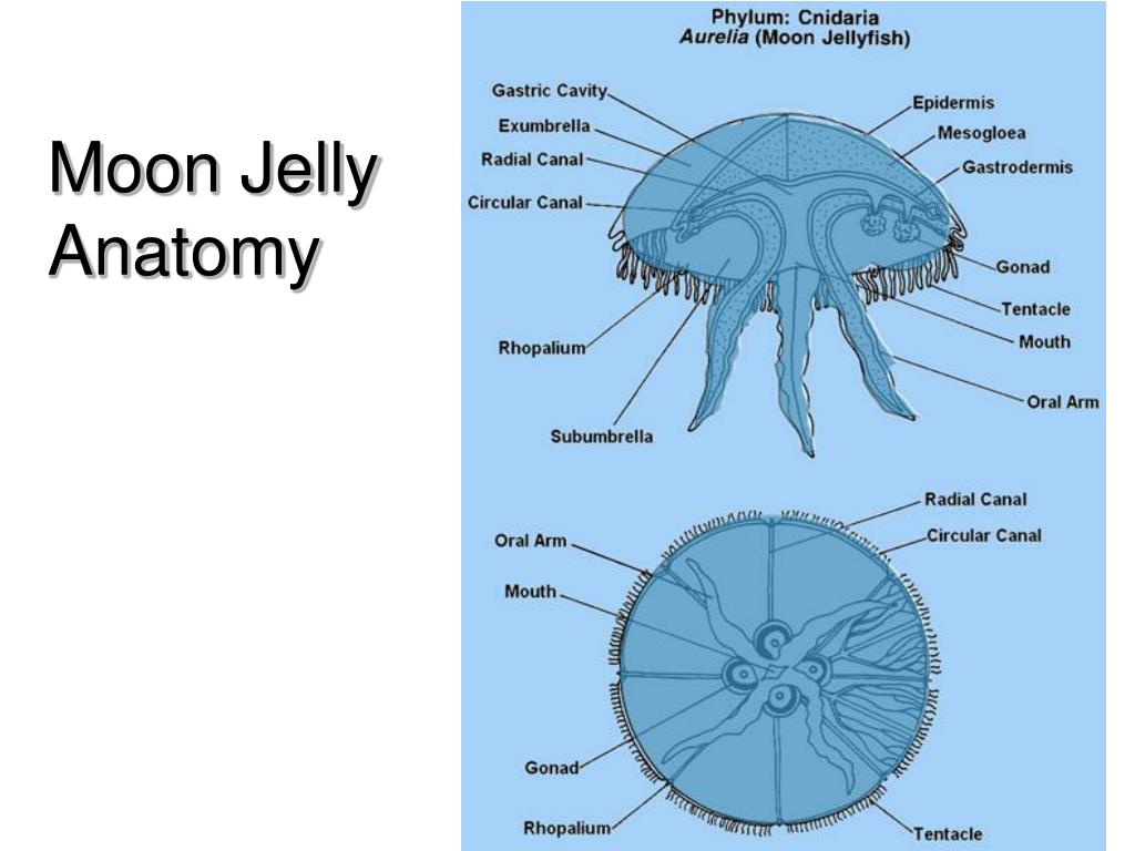 Moon Jelly Anatomy - Floss Papers - EroFound