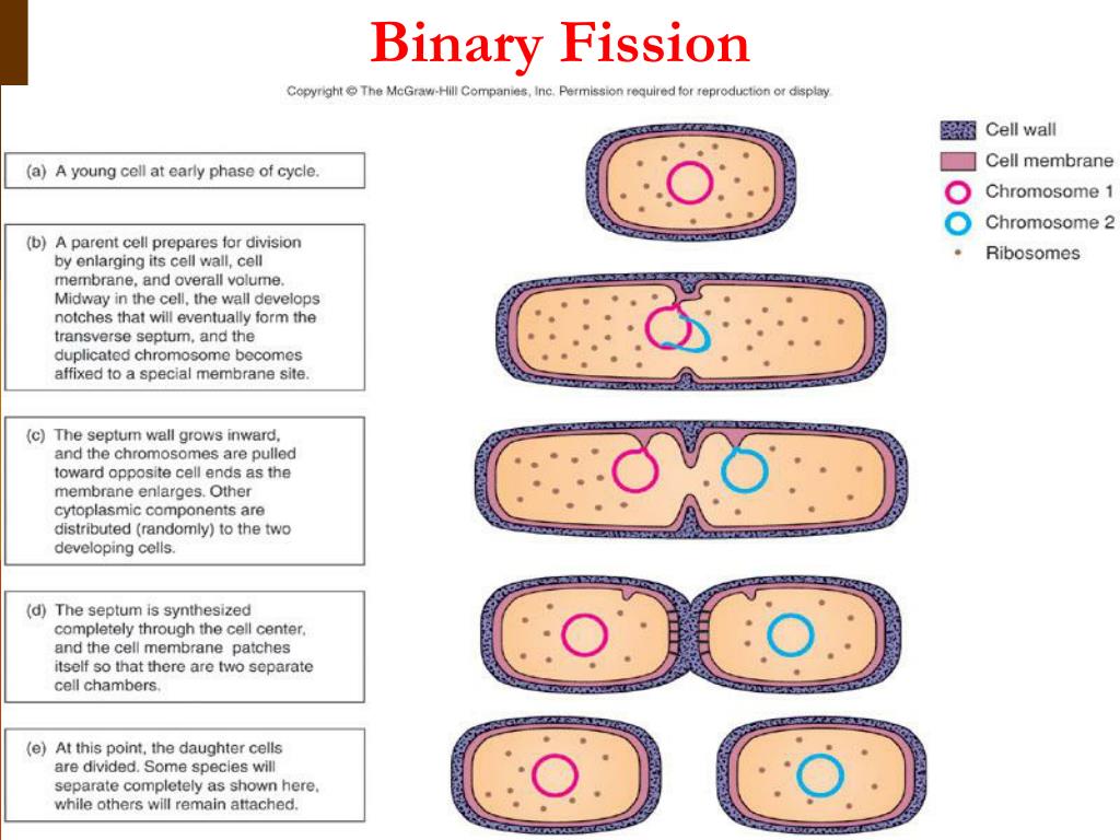 15. binary fission definition 15. binary fission definition
