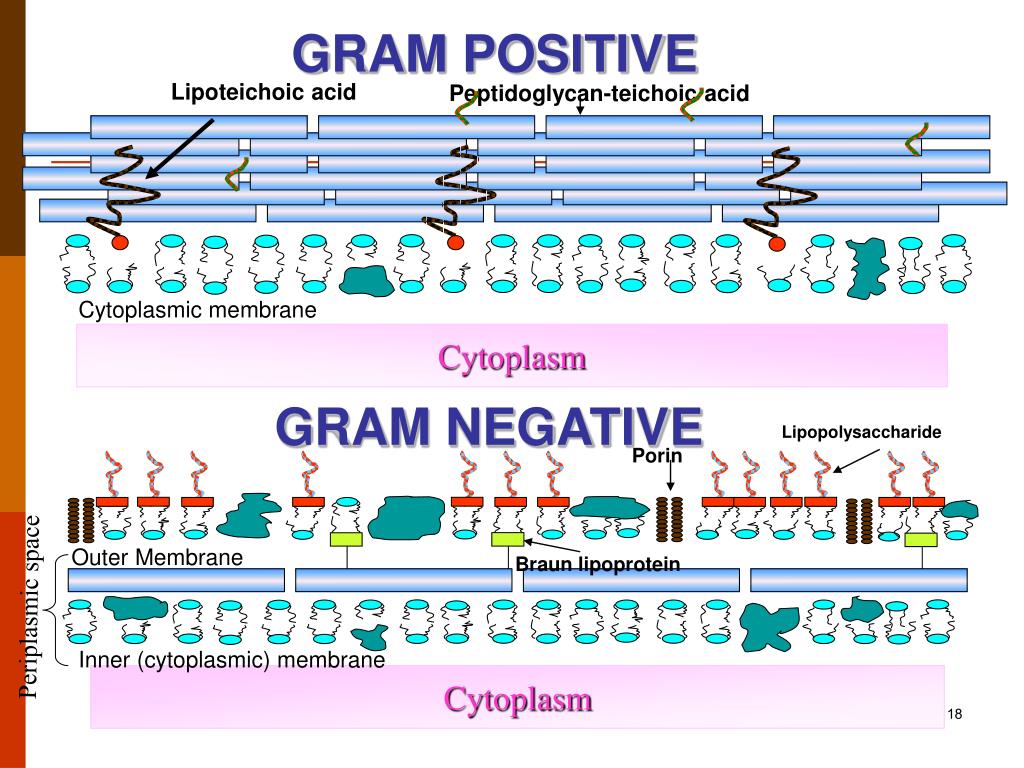 gram positive vs gram negative teichoic acid