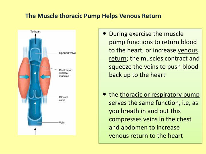 PPT Cardiovascular Responses to Acute Exercise PowerPoint