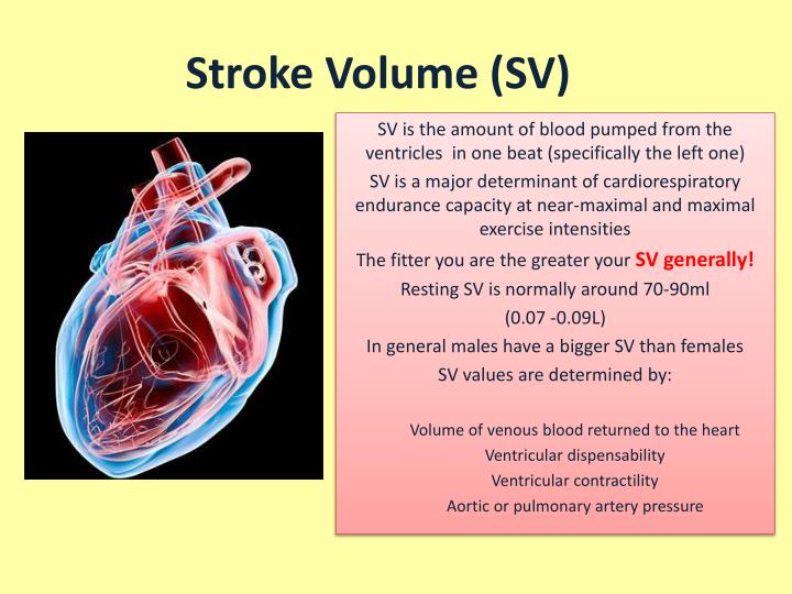 ppt-cardiovascular-responses-to-acute-exercise-powerpoint