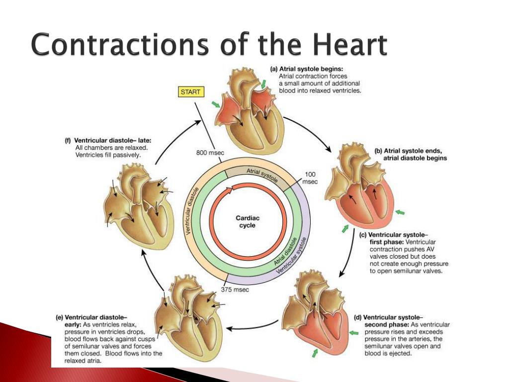 PPT Chapter 16 The Cardiovascular System PowerPoint Presentation