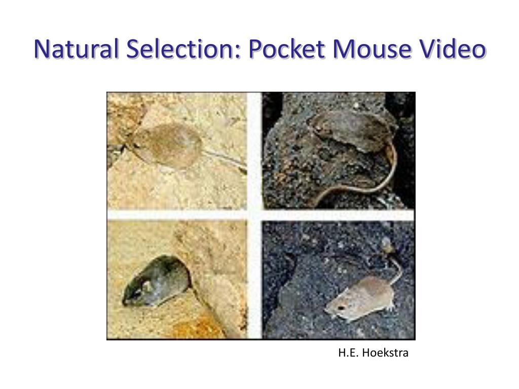 pocket mouse evolution