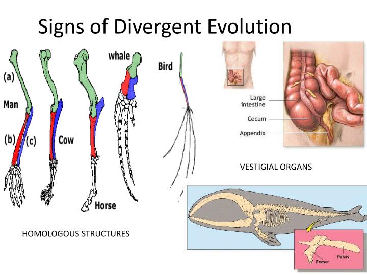 Adaptive Evolution Vs Natural Selection Adaptive Evolution Vs Natural Selection