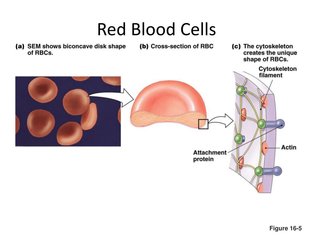 Ppt Blood 1 Composition Functions Rbc Powerpoint Presentation