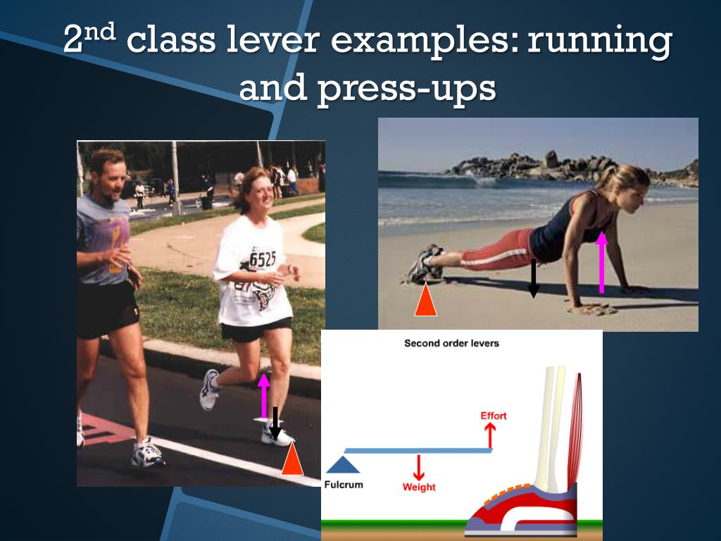 Second class lever examples