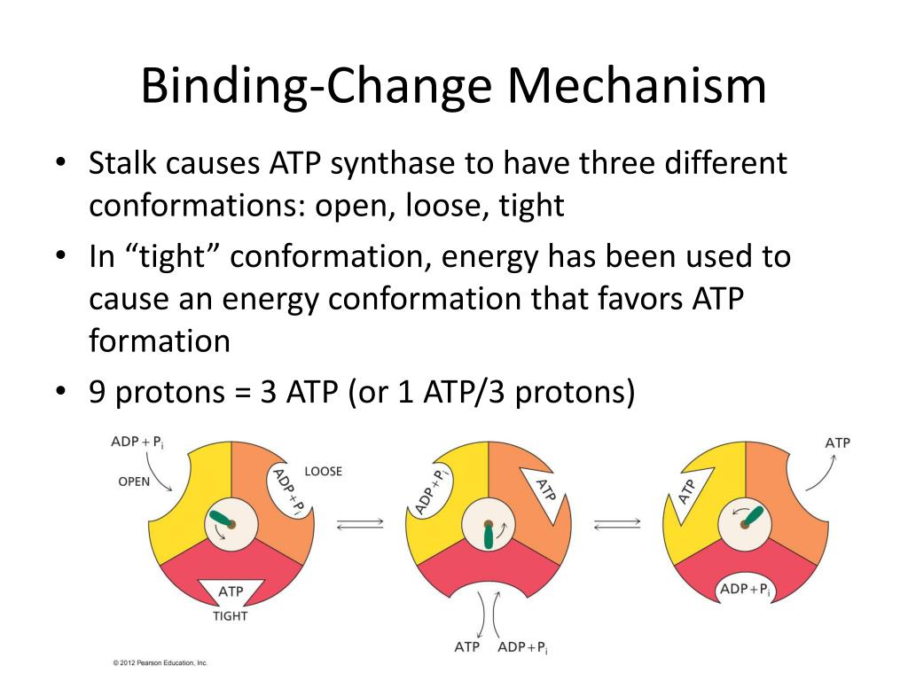 PPT - Electron Transport and ATP Synthesis PowerPoint Presentation, free  download - ID:1838414