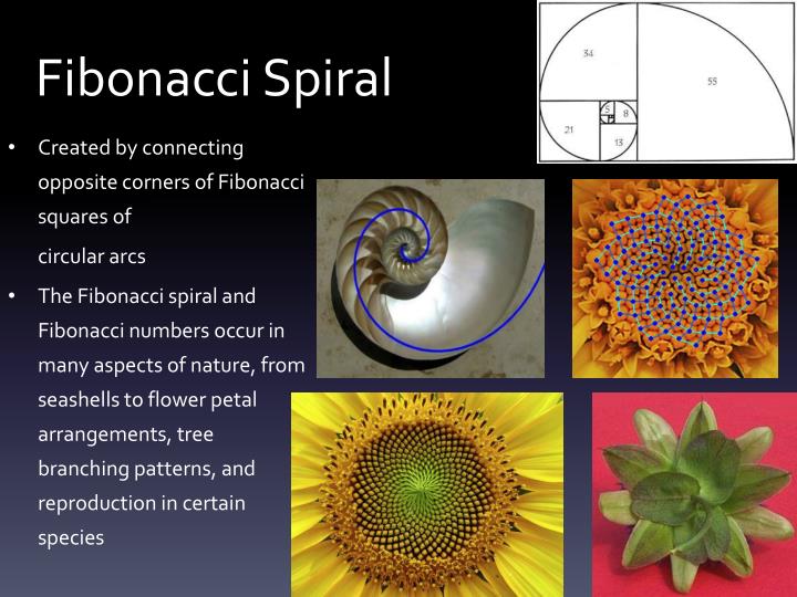 PPT - Fibonacci Sequences PowerPoint Presentation - ID:1839618