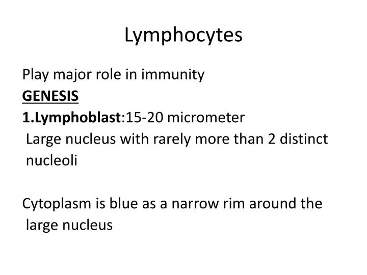lymphocytes n.