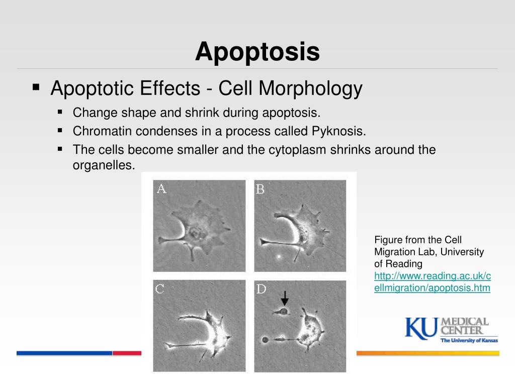 Cell effect. Apoptosis morphological changes. Selene ~apoptosis~ 18 моменты.