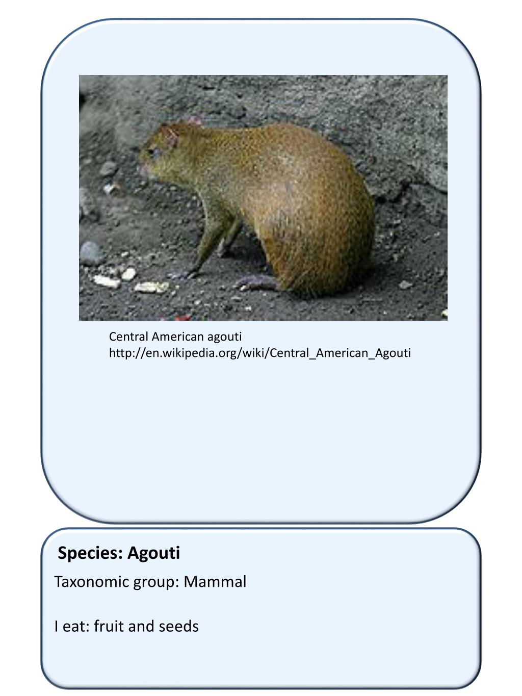 PPT - Species: Ocelot PowerPoint Presentation, free download - ID:1841753