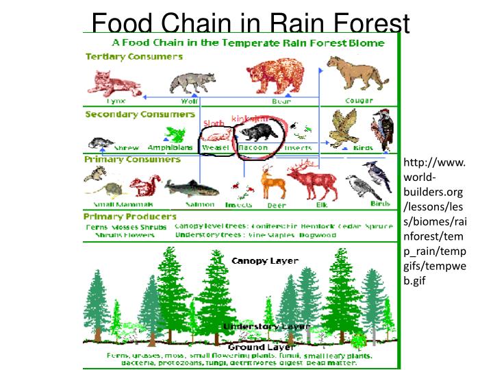 PPT - Rain Forest Biome PowerPoint Presentation - ID:1842020