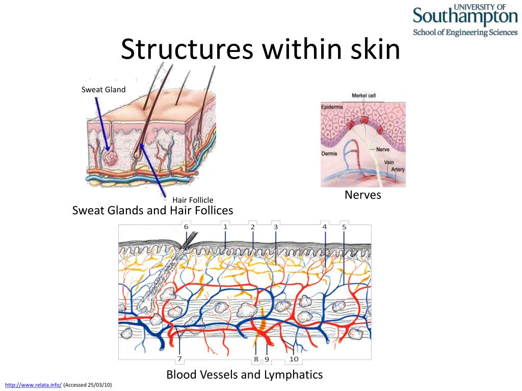PPT - Some Aspects of Skin Tribology : Friction Blister PowerPoint ...