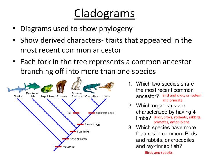 how does a phylogenetic tree show common ancestors