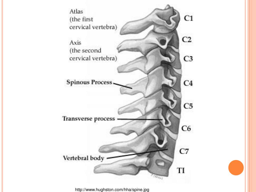 Сегменты с5 с6. С4 с5 с6 шейные позвонки. 5 Шейный позвонок. 5 И 6 шейные позвонки. 1-7 Шейные позвонки.