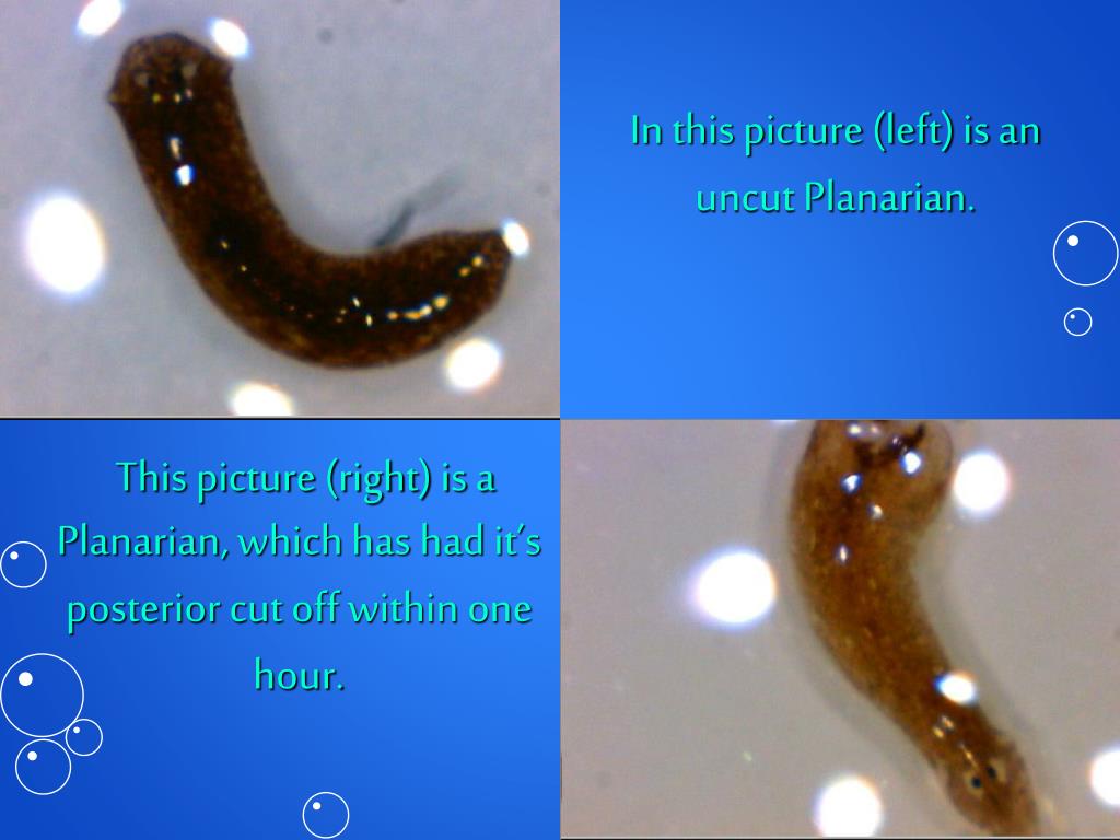 PPT - Planaria Regeneration PowerPoint Presentation, free download - ID ...