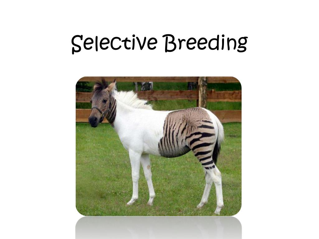 selective breeding diagram