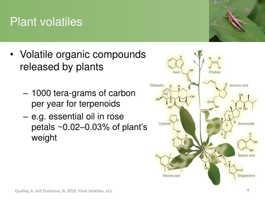PPT HerbivoreInduced Plant Volatiles Plant Defence Against