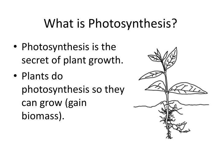 Ppt Plants Lesson 2 Activity 2 Modeling Photosynthesis Powerpoint