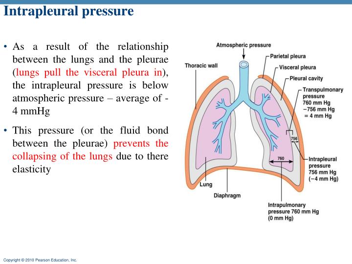 PPT - Functions of the Respiratory System PowerPoint Presentation - ID ...