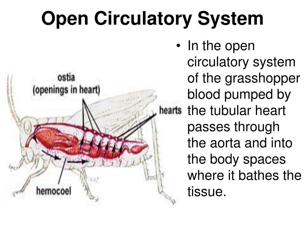 Grasshopper Circulatory System grasshopper-circulatory-system