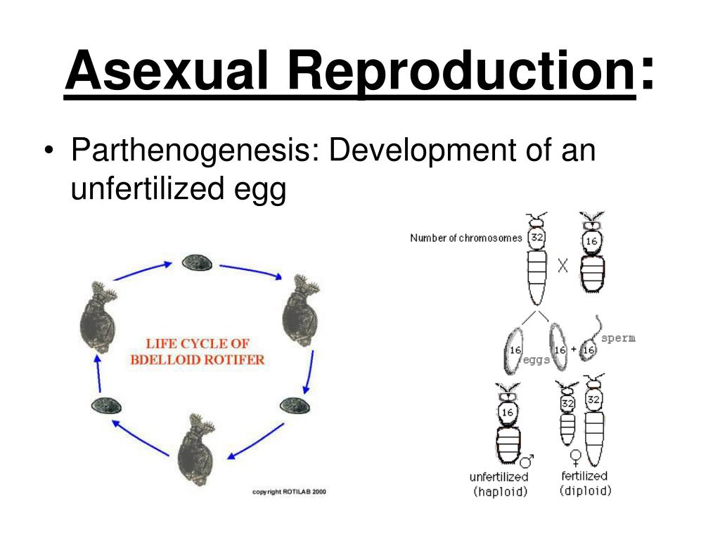 PPT - Organismal Biology PowerPoint Presentation, free download - ID ...
