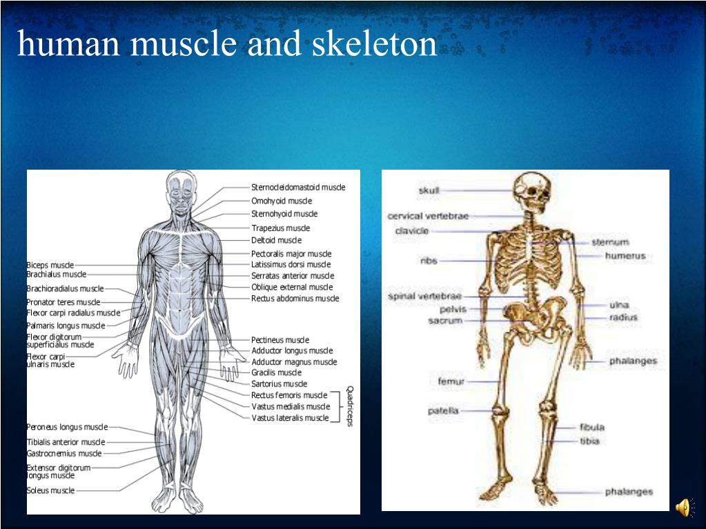 PPT - Comparative Anatomy PowerPoint Presentation, free download - ID