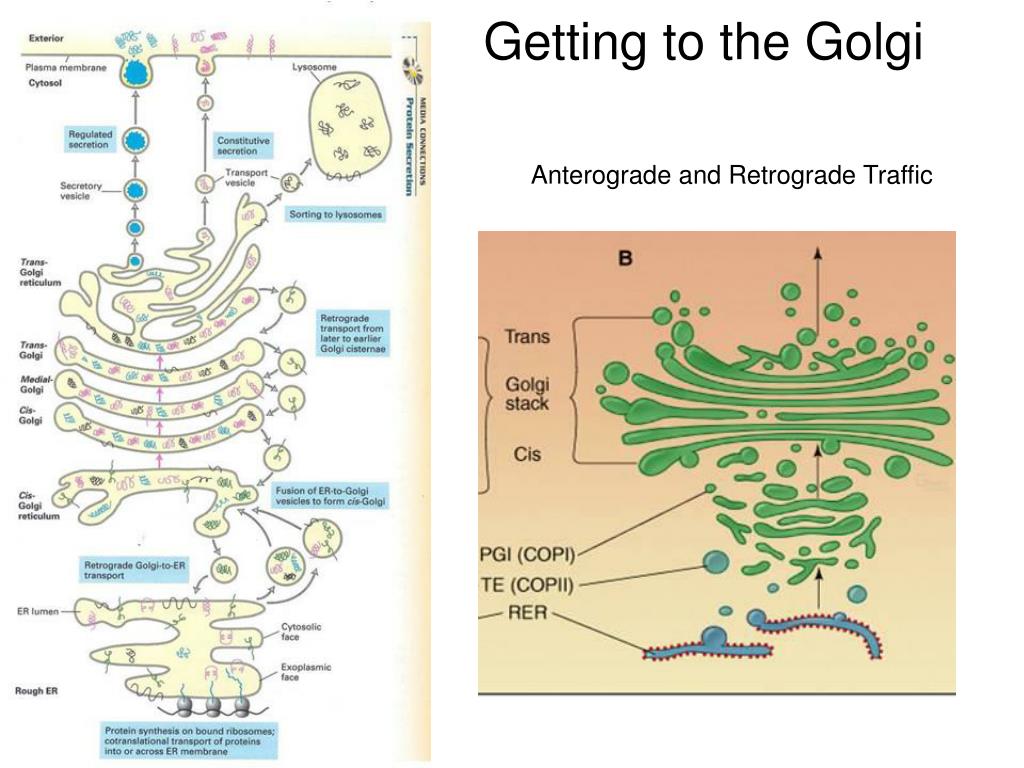 PPT Vesicular Trafficking PowerPoint Presentation, free download ID