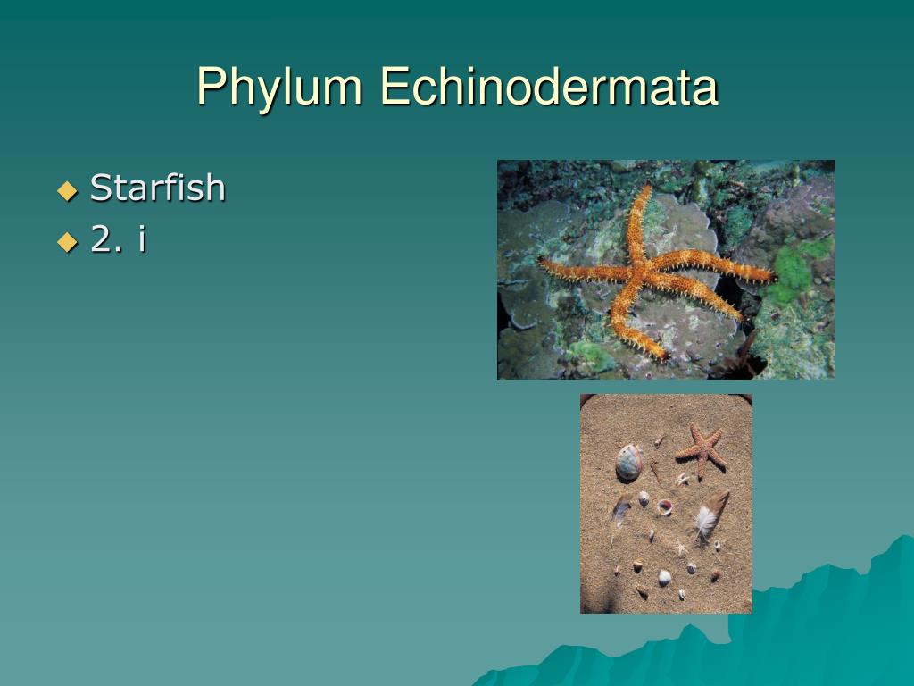 PPT - The Animal Kingdom- 9 Phyla PowerPoint Presentation, free download -  ID:1847673