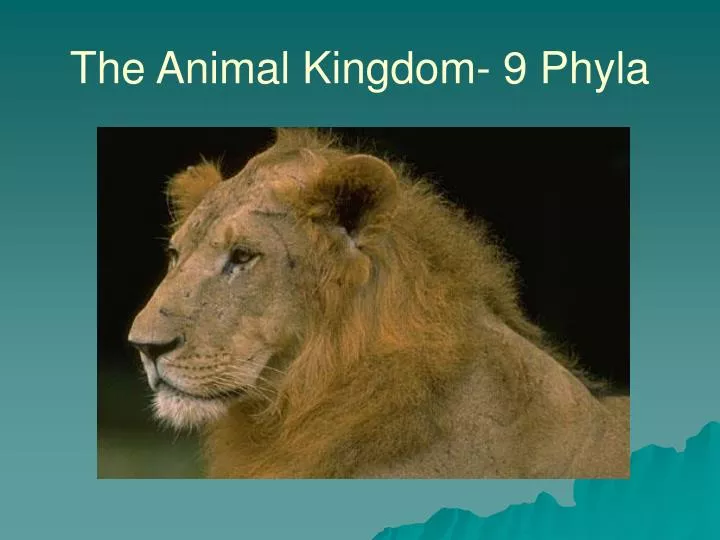PPT - The Animal Kingdom- 9 Phyla PowerPoint Presentation, free download -  ID:1847673