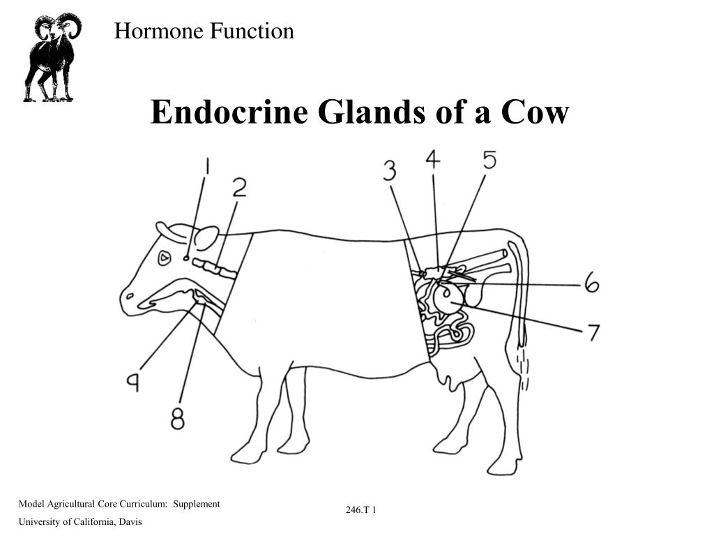 bovine adrenal glands bovine adrenal glands