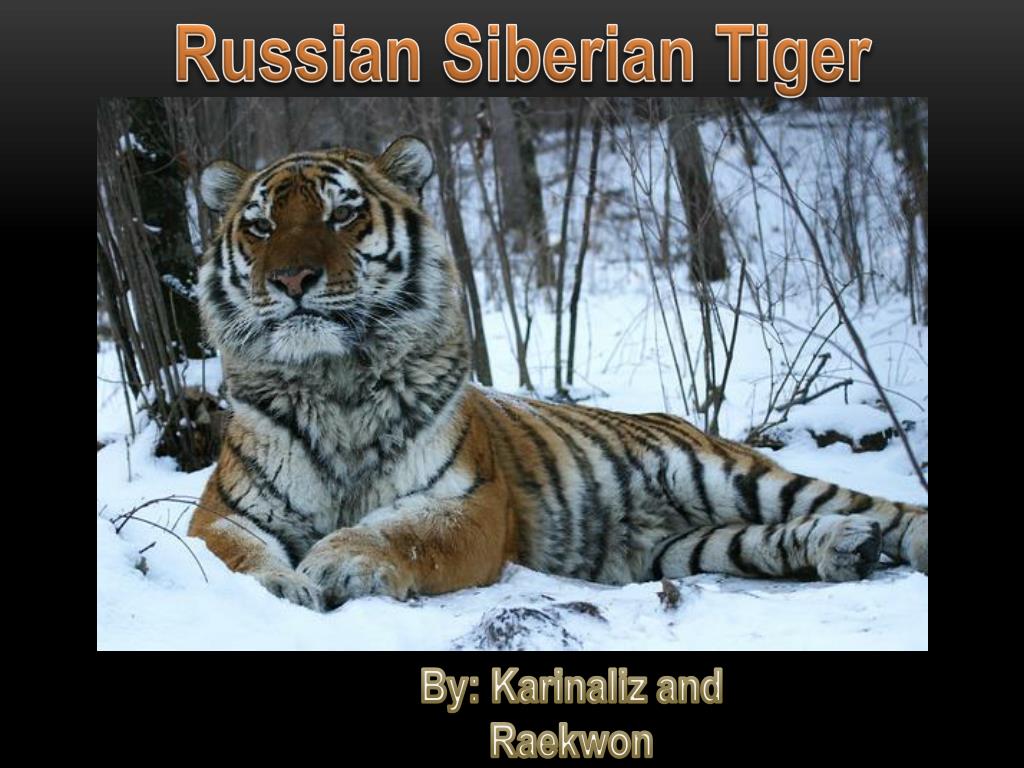 Сколько в мире амурских тигров. Амурский тигр вес. Амурский тигр и человек. Амурский тигр рядом с человеком. Сибирский тигр злой.