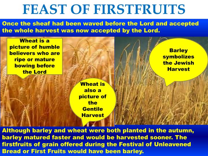 PPT The FEAST OF FIRSTFRUITS PowerPoint Presentation ID1850898