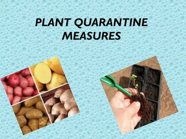 PPT PLANT QUARANTINE MEASURES PowerPoint Presentation, free download
