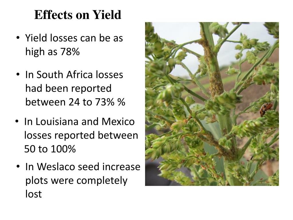 PPT - A New Pest of Sorghum: the Sugarcane Aphid PowerPoint ...
