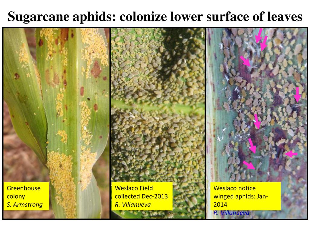 PPT - A New Pest of Sorghum: the Sugarcane Aphid PowerPoint ...