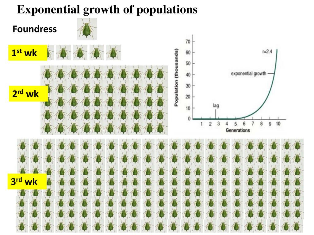 PPT - A New Pest of Sorghum: the Sugarcane Aphid PowerPoint ...